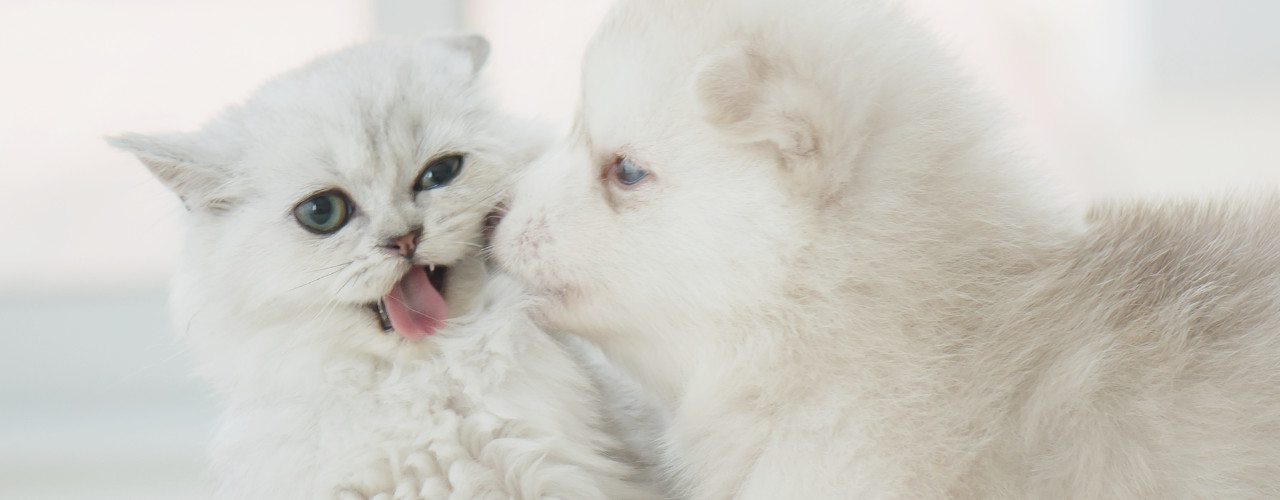 子犬・子猫について