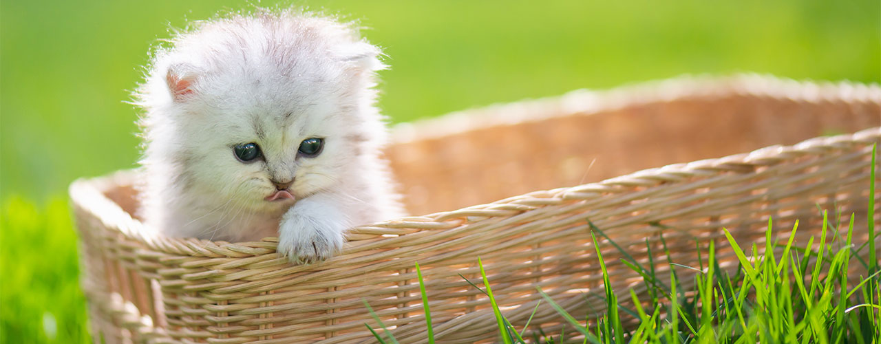 子犬・子猫について